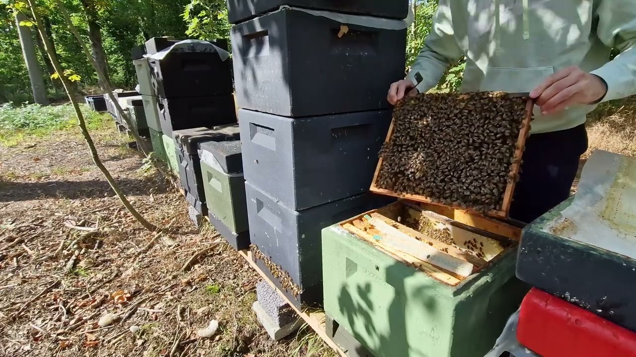 7. Uniformizarea sau unificarea familiilor sau a roiurilor. O metoda sigura si simpla de septembrie.