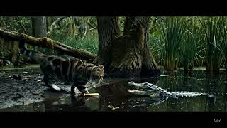 Video Cat Vs Alligator Fight