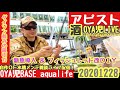 新魚導入 & 改フィッシュレットDIY【OYA児BASE】リビングの多段循環式オーバーフロー水槽メンテ雑談LIVE／アピスト、渓流魚、アロワナ、古代魚、キンペコ、アドケタ 【APMS】20201228