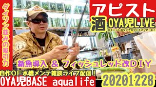 新魚導入 & 改フィッシュレットDIY【OYA児BASE】リビングの多段循環式オーバーフロー水槽メンテ雑談LIVE／アピスト、渓流魚、アロワナ、古代魚、キンペコ、アドケタ 【APMS】20201228