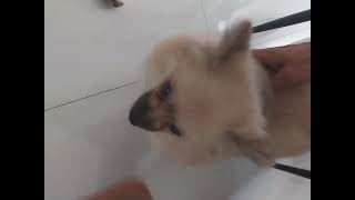 Main Cium Kaki Aja Nih Bocil Gw Yg Serem