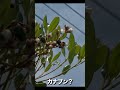 カナブン？？【限界集落で無職になる】