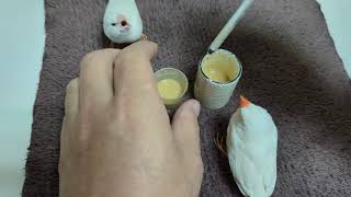 Hand Feeding White Zebra Finch 20231221 by Nissan Tseng 1,051 views 4 months ago 2 minutes, 23 seconds