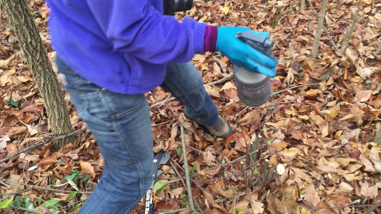 Removal and Treatment of Autumnolive YouTube