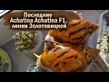 РАСПАКОВКА ПОСЫЛОК С УЛИТКАМИ | КАК ОТПРАВЛЯЮТ УЛИТОК ЗИМОЙ?