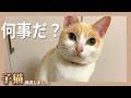 【恐怖】想像の5倍ぐらい怖い猫の絶叫鳴き声