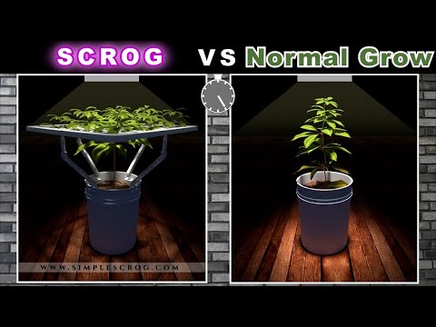 Scrog Grow vs Normal Grow (Animation)