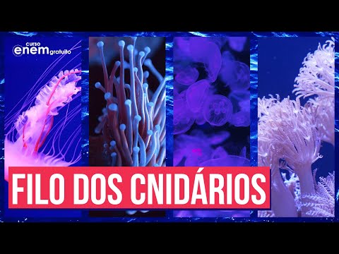 Vídeo: Onde você pode encontrar a mesoglea?