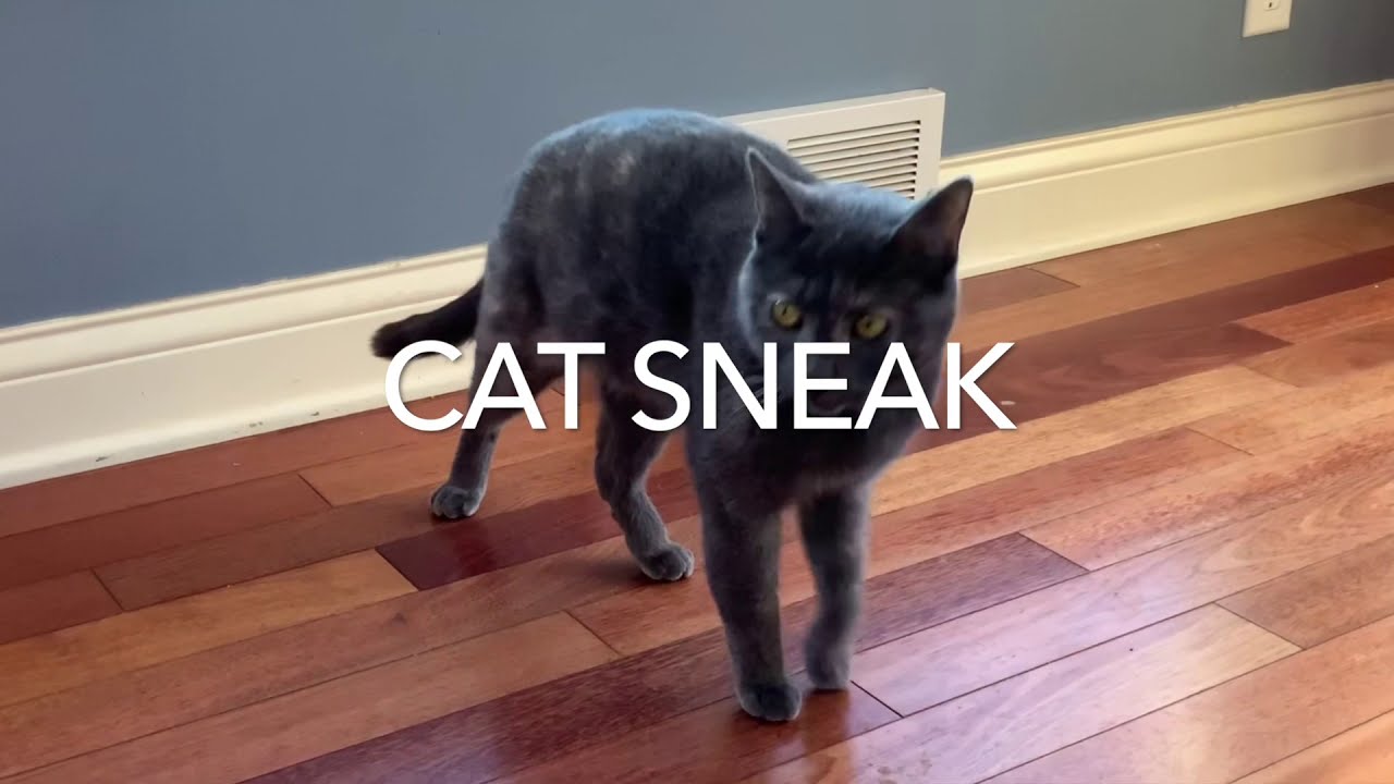 Cat Sneak