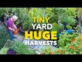 Tiny yard container garden how to grow 1000 of food