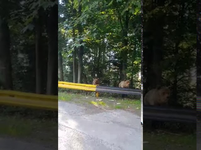 VIDEO Întâlnire cu urșii pe Transfăgărășan - Reacția turiștilor la vederea animalelor sălbatice 1 video