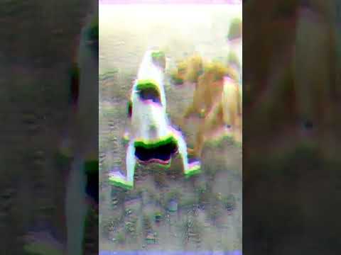 سگ دعوا سگ من شیر خان