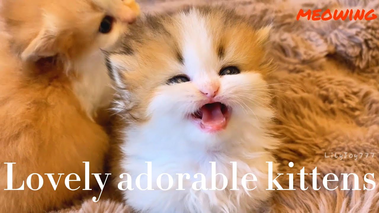 8 Minutes of Cuteness Overload 😻🐾 | Cats That Make Your Day Better ☀️💕 ...