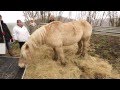 Maltraités, des chevaux sauvés par la Fondation 30 Millions d’Amis