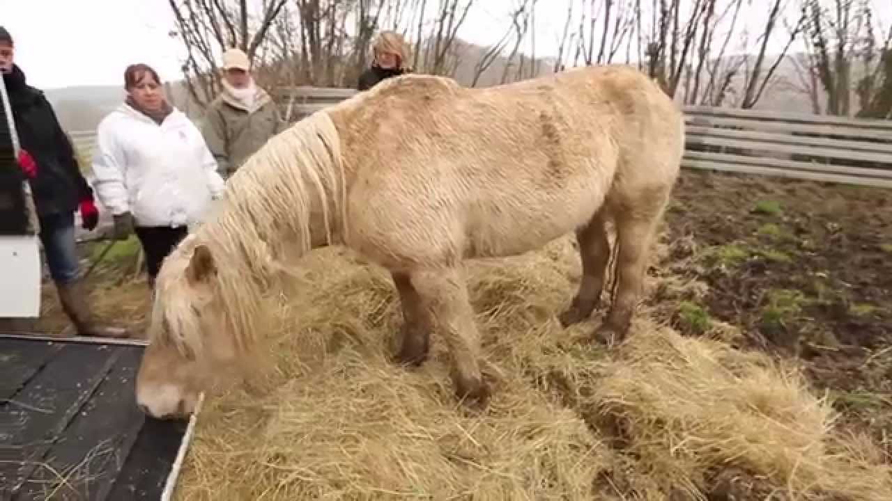 Maltraités, des chevaux sauvés par la Fondation 30 Millions d’Amis