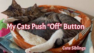 My Cats Push 