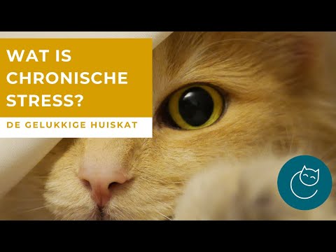 Video: Hoe deze dierenarts zich bezighoudt met gestresste huisdierredders