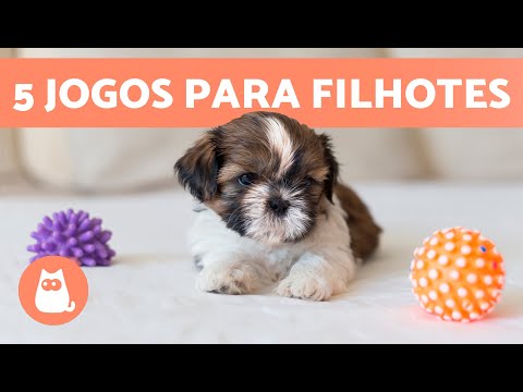 Vídeo: Por que jogar é importante para filhotes