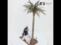 Video: Abbattitore di datteri 30 cm con palma altezza 80 cm in movimento