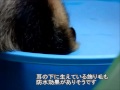 タヌキの水遊び(tanuki is the playing with water)