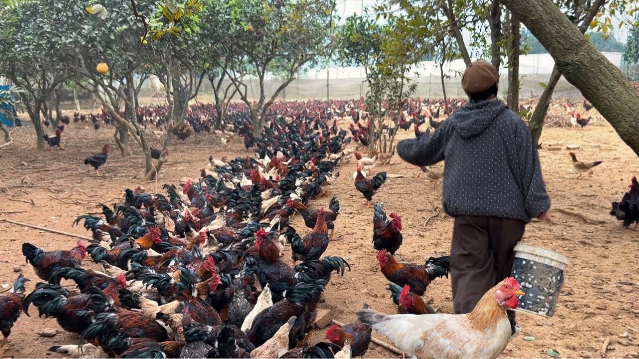 A Vietnamese teacher runs a large-scale free-range chicken farm | Real Farm Life