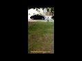 Pigs Running Loose in Lakewood