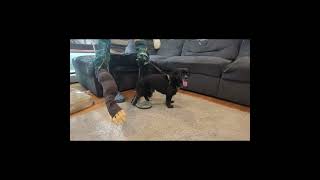 Franklin Day 1- Small fear-aggressive dog by Pawlite Best Friends 1,160 views 7 months ago 4 minutes, 2 seconds