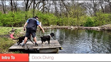 Intro To Dock Diving