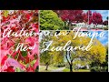 Autumn in Taupo, New Zealand #taupo #autumn #newzealand #seasons #walking #lunchbreak #relaxing