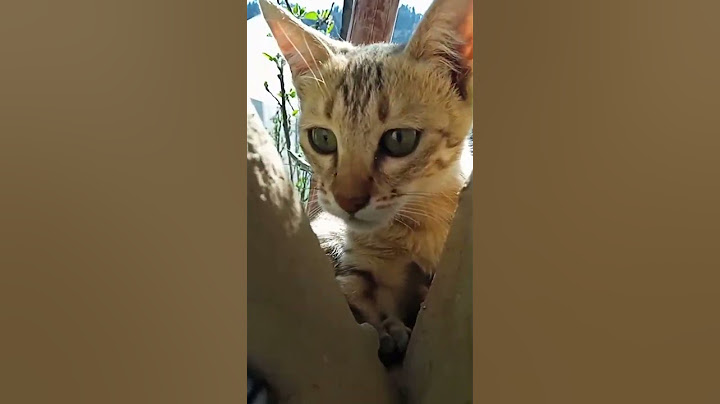Wait for the last one meow#kitten#short😺😺