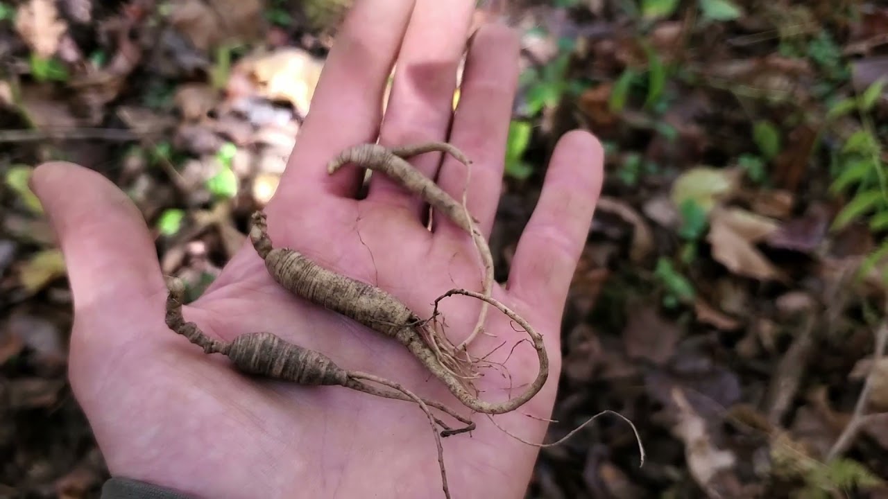 Caring for our Forest Woodland Medicinals YouTube
