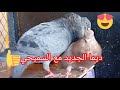 توليعة مع شنابر السيفيانوس الأصيل ديما الجديد تحياتي لجميع الموالع Pigeon Kabootar Birds 