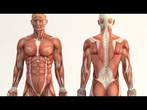 Preguntas de anatomía
