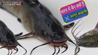 मांगुर मछली क्यों नहीं खाना चाहिए | मांगुर मछली  पालन पर भारत में प्रतिबंध | Catfish Banned in India