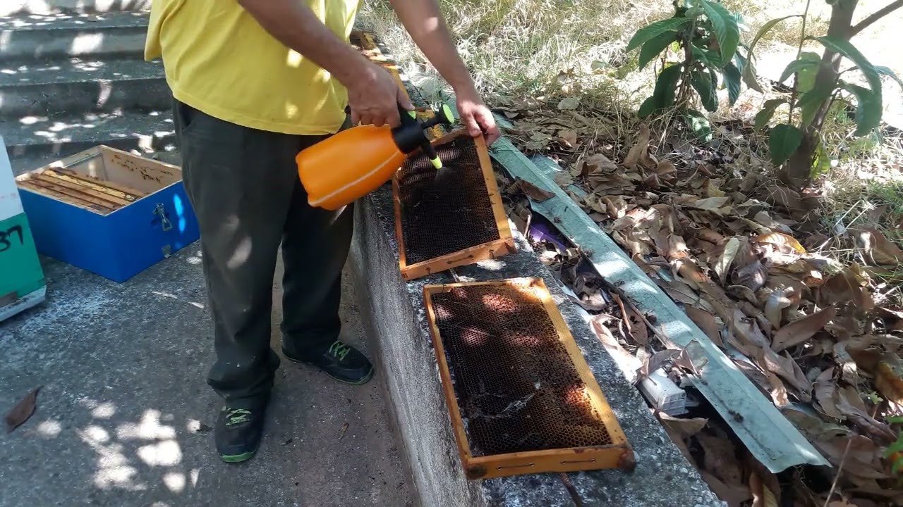 Μάχη κατά του κηρόσκορου