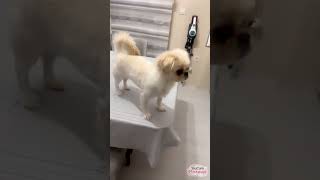 Koruma Köpeğimiz #shortvideo #ytdayibenionecikarnolur #pets #kesfeteyyiz #yavruhayvanlar
