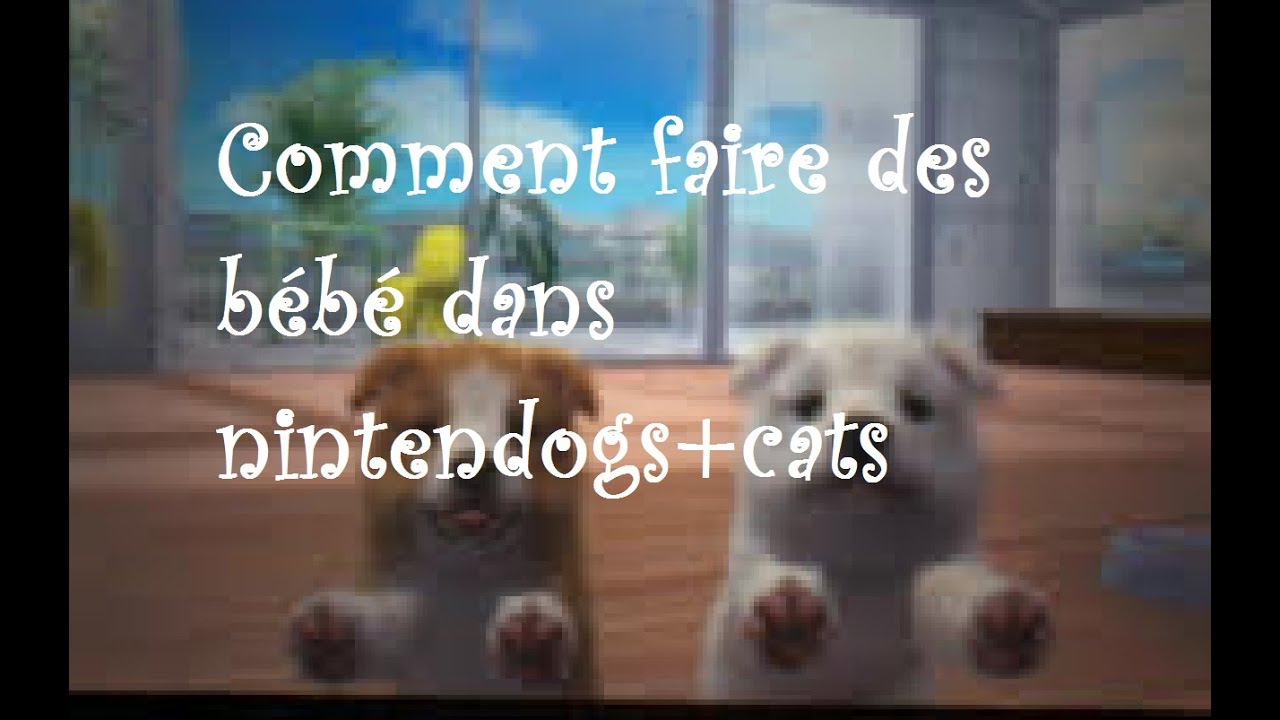 Video Jeux Ds Nintendogs Cat Comment Faire Des Bébés