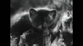 Белый Клык. Советский Детский Художественный Фильм. 1946 Год.