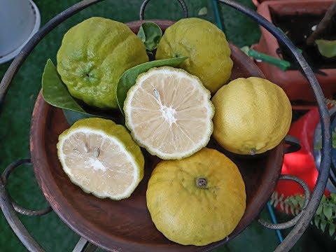 Video: Tŕne z citrusových plodov – dôvody pre tŕne na citrusovom strome