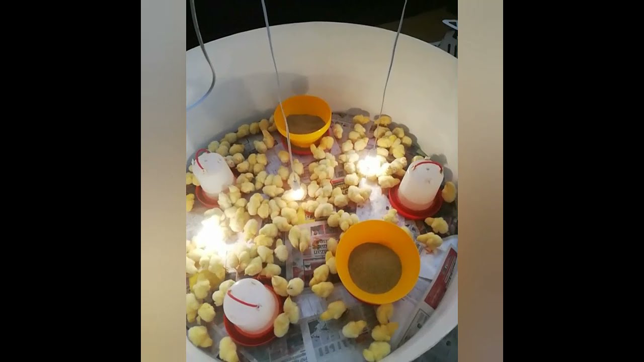 dia 1 Pollo de engorde - Crianza pollos de engorde - Recepción de pollito bb