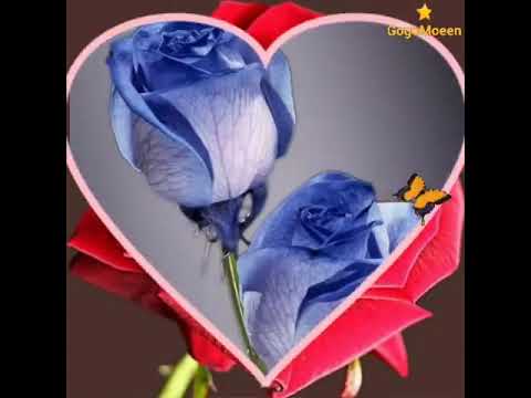 صباحي أنتي مهما غبتي 