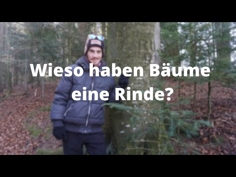 Video: Warum verlieren Madronenbäume ihre Rinde?