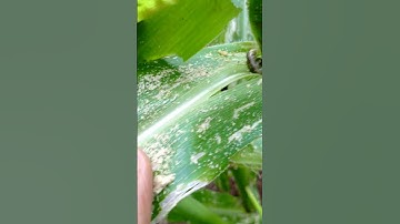 Fall Armyworm damaging maize
