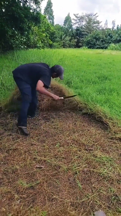 technique of weeding in the field with a machete
