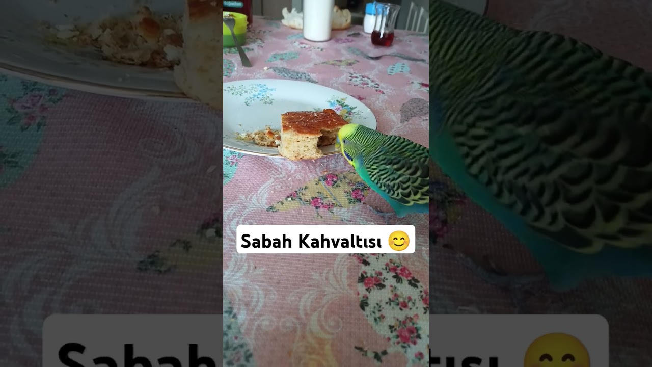 Kömbe Severiz 😊 #muhabbetkuşu #muhabbetkuslari #muhabbetkuşufıstık #kuslar #birds #konuşankuş