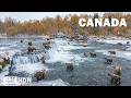 CANADA SAUVAGE Le Royaume Des Géants Qui Dominent La Nature Documentaire Animalier 