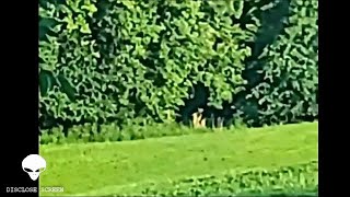Local Minnesota women films strange gargoyle creature lurking in woods.