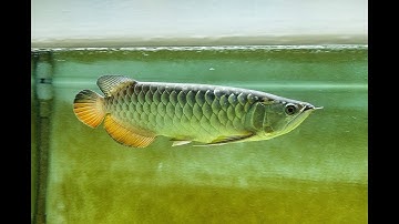 Cao lưng hồng vĩ (super highback) 8 tháng