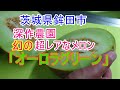 茨城県鉾田市の深作農園の幻の超レアなメロン「オーロラグリーン」を食べてみました