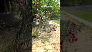 Nizamabad tehsil #shortvideo #trendingreels #travelshorts #shorts